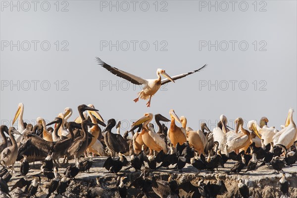 Great White Pelicans (Pelecanus onocrotalus)