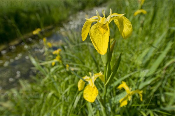 Yellow iris (Iris pseudacorus)