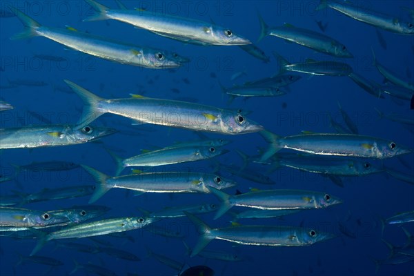 School of Sharpfin Barracuda (Sphyraena helleri)