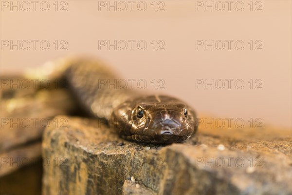 Olive whip snake (Psammophis mossambicus)