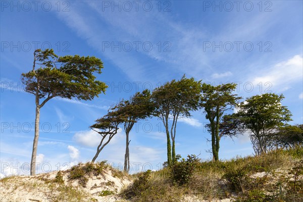Dunes with windswept tree
