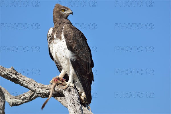 Martial Eagle (Polemaetus bellicosus)