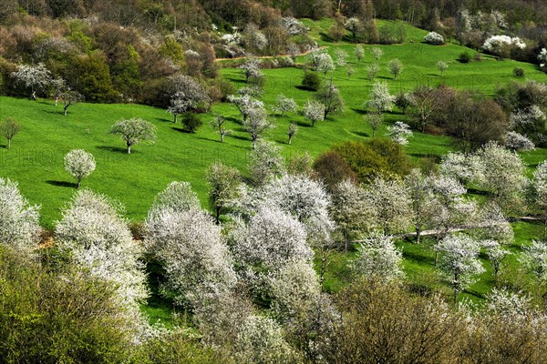 Cherry blossom