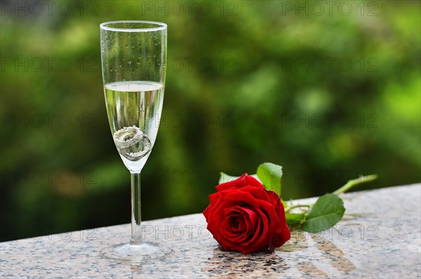 Wedding rings and red rose in a champagne glass