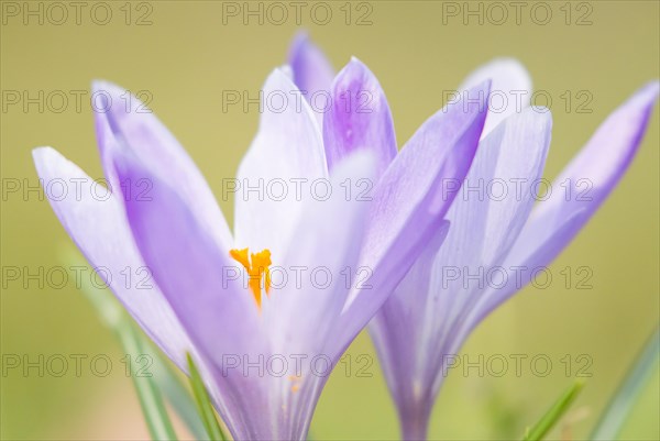 Purple crocuses (Crocus)