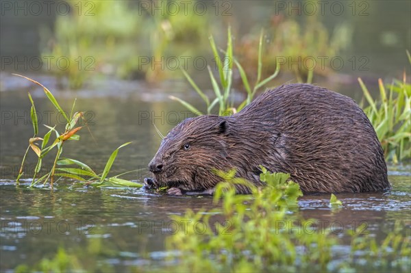 European Beaver (Castor fiber)