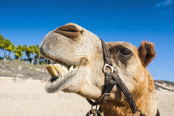 Close up of a camel prepared for tourists on Cable Beach