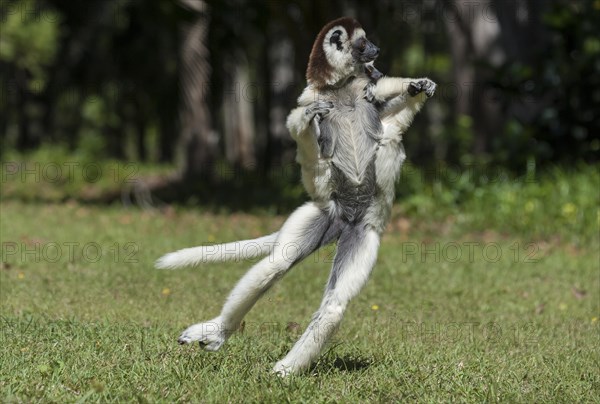 Verreaux (Propithecus verreauxi)