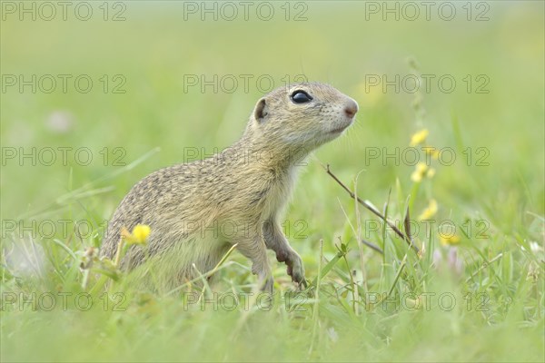 European Suslik or European Ground Squirrel (Spermophilus citellus) on a meadow