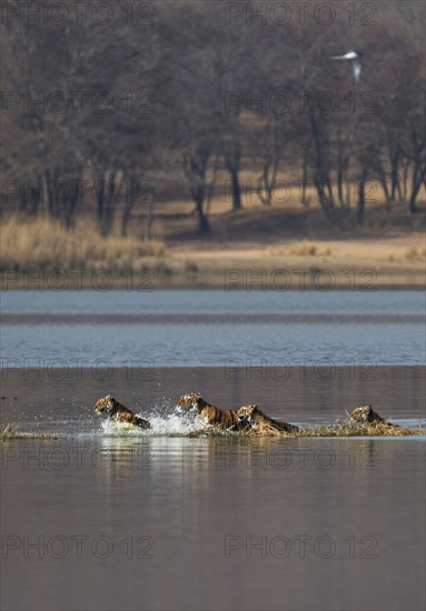 Wild Indian Tigers or Bengal Tigers