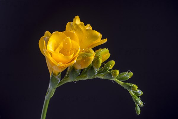 Yellow Freesia (Freesia) with water drops