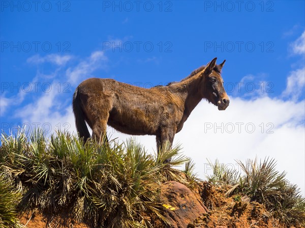 Horse on a path in the Atlas Mountains