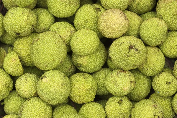 Osage Oranges (Maclura pomifera)