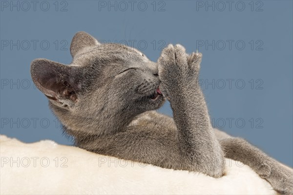Russian Blue Kitten