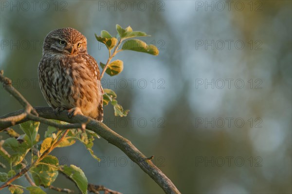 Little Owl (Athene noctua) on an apple tree in the evening light