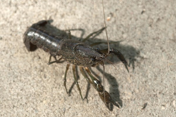 European Crayfish (Astacus astacus)