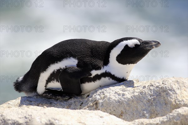African Penguin (Spheniscus demersus)