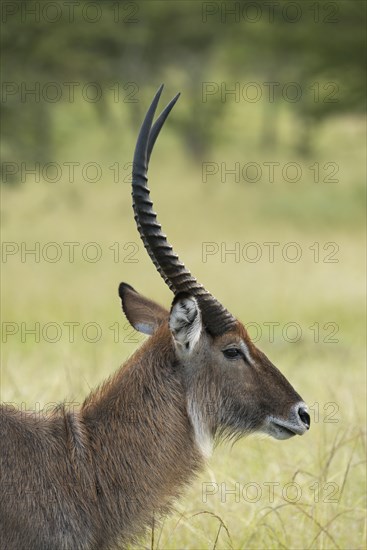Waterbuck (Kobus ellipsiprymnus)