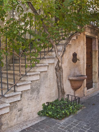 Staircase with a vine