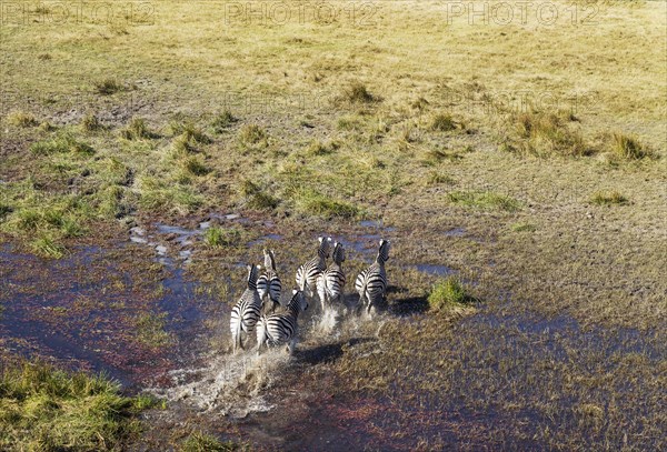 Burchell's Zebras (Equus quagga burchelli)
