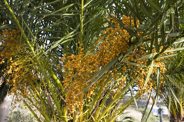 Canary Island Date Palm (Phoenix canariensis) with infructescence