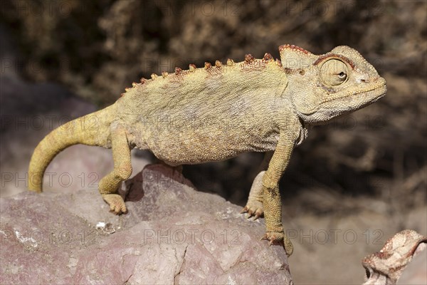Namaqua Chameleon (Chamaeleo namaquensis) near Swakopmund