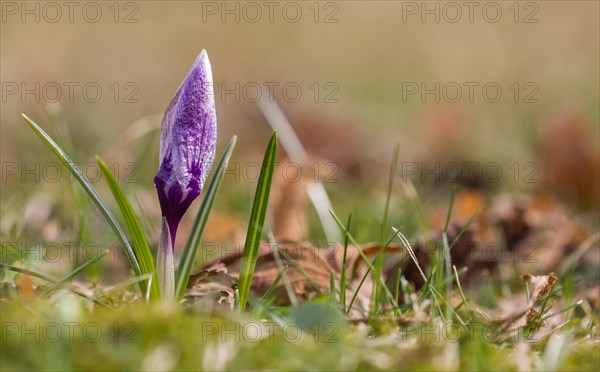 Violet Crocus (Crocus)