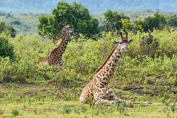 Giraffes (Giraffa camelopardalis)