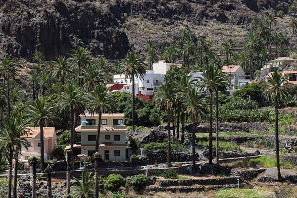 Palm trees and houses of El Guro