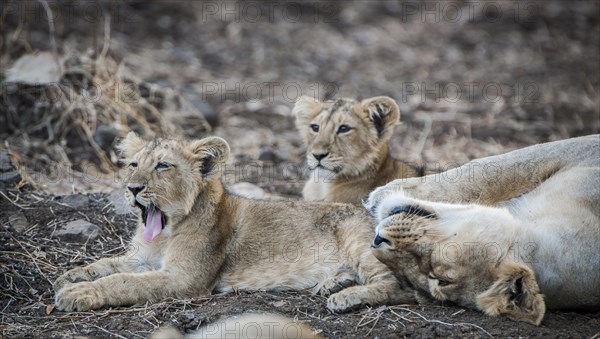 Asiatic lion (Panthera leo persica)
