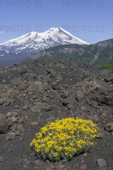 Flowers on a lava field and Llaima volcano