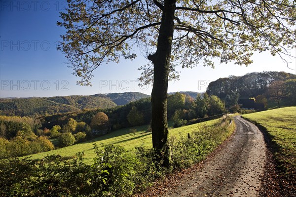 Autumnal landscape in Elfringhauser Schweiz region