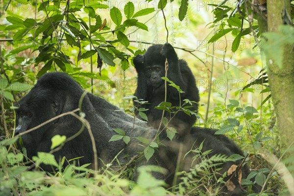 Mountain Gorilla (Gorilla beringei beringei)