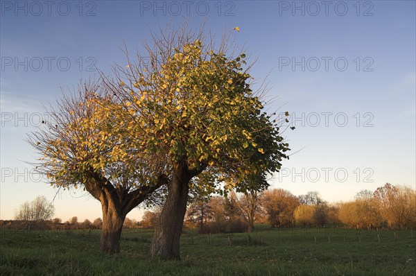 Two Small-leaved Lime trees (Tilia cordata) in autumn