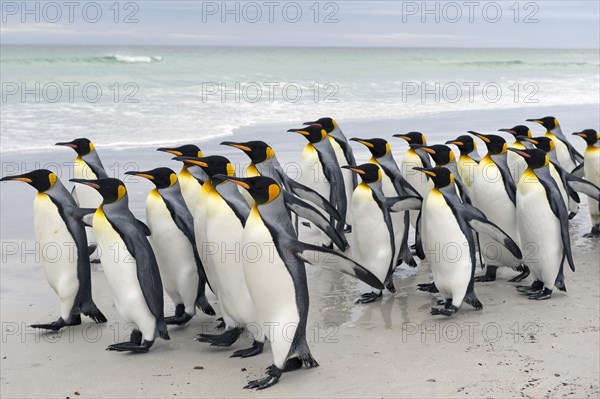 King Penguins (Aptenodytes patagonicus)