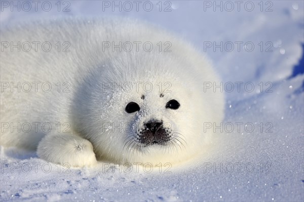 Harp Seal or Saddleback Seal (Pagophilus groenlandicus