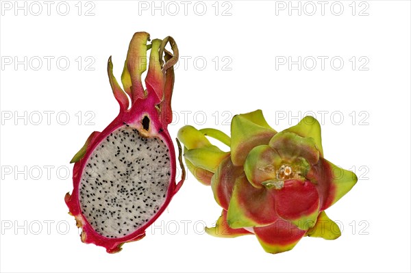 Pitahaya or Dragon Fruit (Hylocereus undatus)