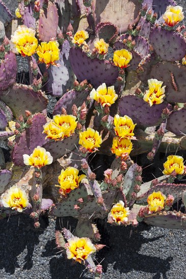 Purple Prickly-pear (Opuntia macrocentra)