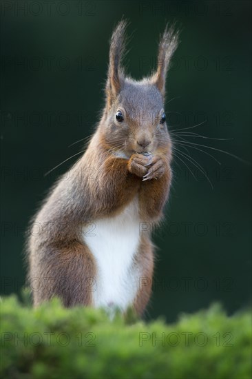 Red Squirrel (Sciurus vulgaris)