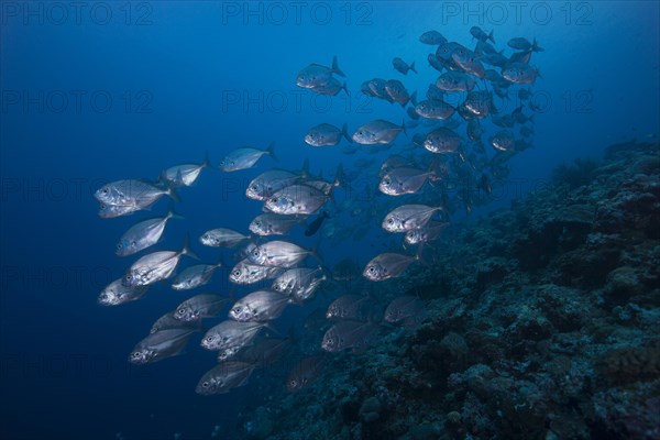 School of Bigeye Trevallies (Caranx sexfasciatus)