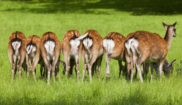 Sika Deer (Cervus nippon) in a meadow