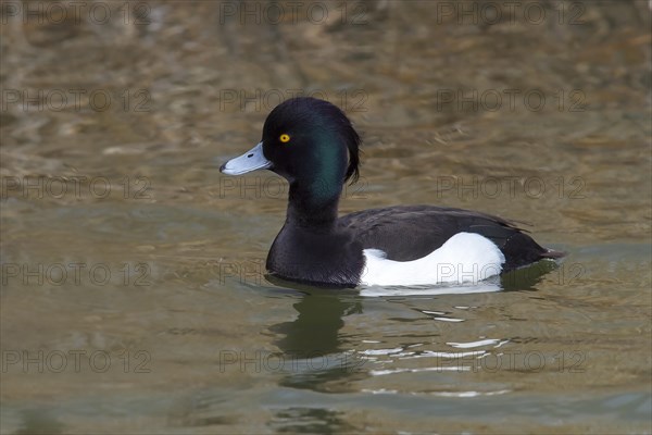 Tufted Duck (Aythya fuligula)