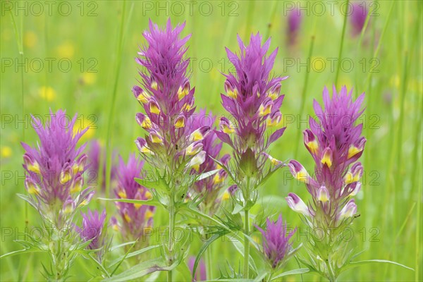 Field Cow-wheat (Melampyrum arvense)