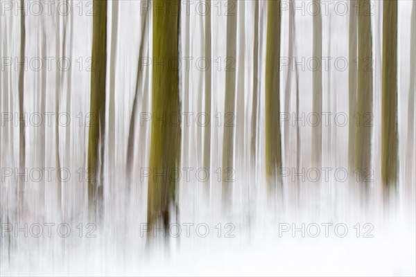 Winter forest