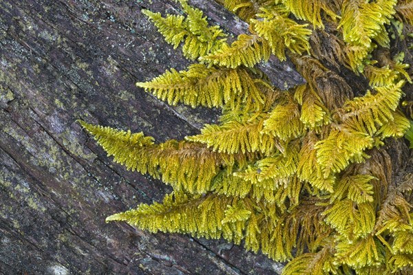 Curled hook-moss (Cratoneuron commutatum)