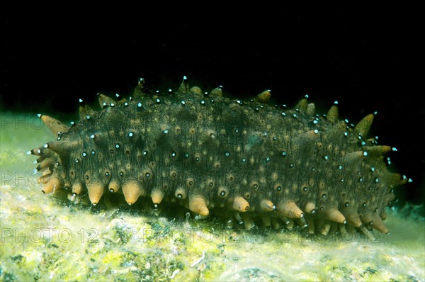 Japanese Spiky Sea Cucumber or Japanese Sea Cucumber (Apostichopus japonicus)