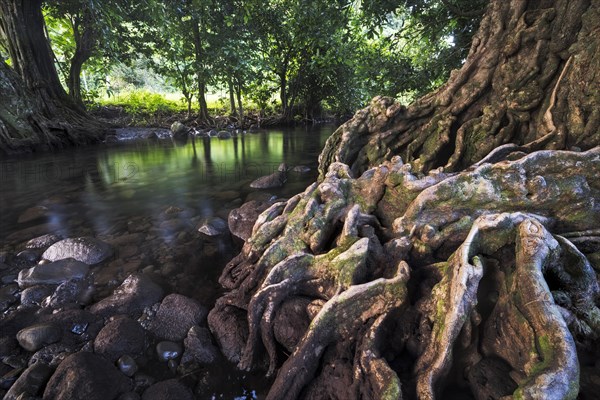 Chestnut tree at a river