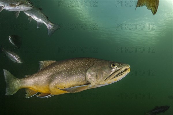 Brook trout (Salvelinus fontinalis)