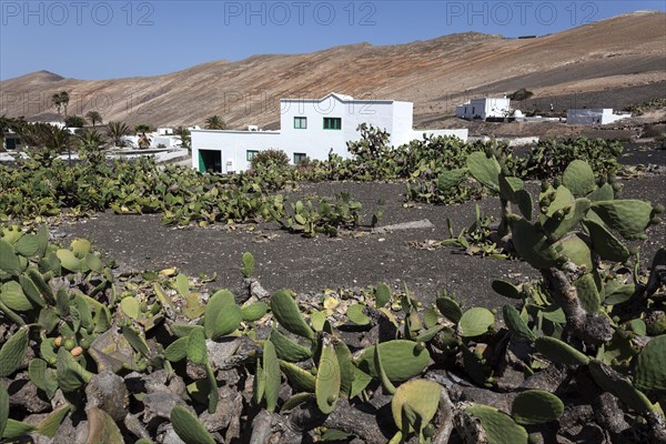 Cacti field