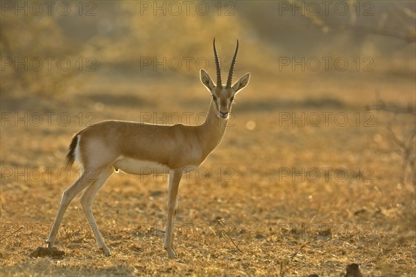 Indian Gazelle or Chinkara (Gazella bennettii) in the dry bush forests of Thar Desert